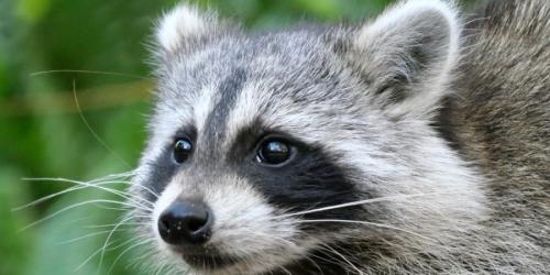 家畜化の第一歩はどこから始まるか?