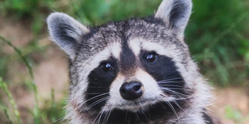 人間の住処に近づくだけで家畜化が始るとしたら?