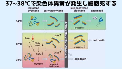 34℃では正常に進行していた精子生産が37~38℃になると細胞死を起こして停止する