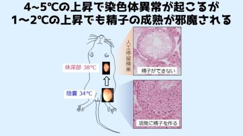 精巣の温度が1~2℃上がるだけでも精子の成熟が邪魔される