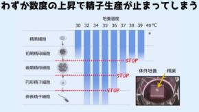 高温で精子ができなくなるメカニズムとは？数℃の変化でもアウト
