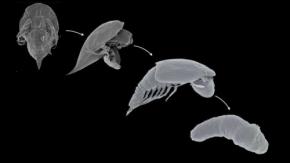 【2025年版】生命の驚異を感じる生物学ニューストップ７