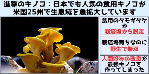 進撃のキノコ:日本でも人気のキノコが栽培場から脱走し米国で生息地を急拡大
