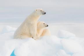 なぜシロクマは南極にいないのか？
