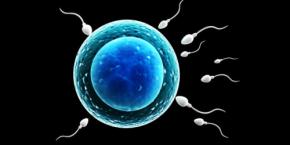 体外受精の妊娠率は「禁欲期間」で変わる――溜めるといいのは本当か?