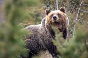 人間の近くに住むことでクマは小さくなり攻撃性も低下した――DNAが示した進化の痕跡