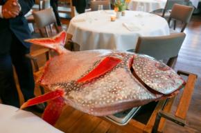 世界で唯一の温血魚「ムーンフィッシュ」とは