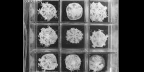 クラゲも人間のように昼寝をする――睡眠の起源は「脳のため」ではない？