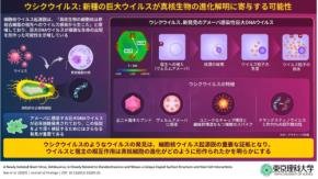 新種の巨大ウイルス「ウシクウイルス」を茨城県から発見
