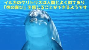 イルカも「性の喜び」を知るためのクリトリスを持っている