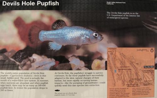 世界で一番「詰んだ魚」の意外なしぶとさ