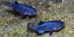 地球でいちばん「詰んだ魚」、DNAの変異速度まで限界仕様だった