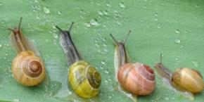 カタツムリの血から「心臓を冬眠モード」にする成分を発見