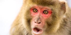 過酷な環境ほど、サルたちの同性間の性行動が多いことが分かった