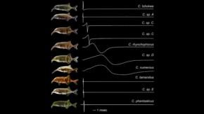 電気で会話する魚、成長で「声変わり」――その裏で動く7000の遺伝子