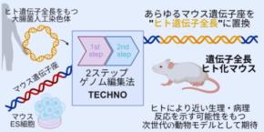 東大がヒト遺伝子の93%をマウスに“まるごと”移植できる技術を開発