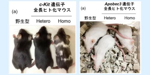 各遺伝子を全長ヒト化されたマウスたちの外観