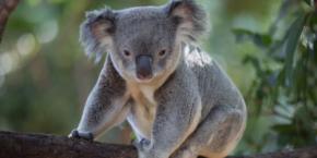 コアラが増えすぎて森が死ぬ? 南オーストラリアのコアラ避妊計画