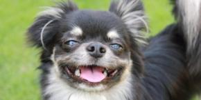 【東大】犬の喜び顔は「オス8種・メス4種類」あることを発見