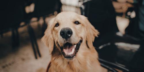 「8個セットの笑顔」で犬のしあわせは測れるか