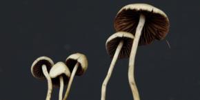 マジックマッシュルームの幻覚成分はキノコのための「虫よけ」だった