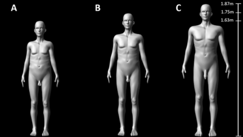 身長、体型（肩幅）、ペニスサイズのみを変更して人々の印象を収集しました