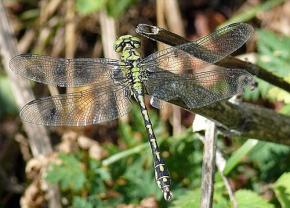 【陸上界で初！】近赤外光が見えるトンボを発見