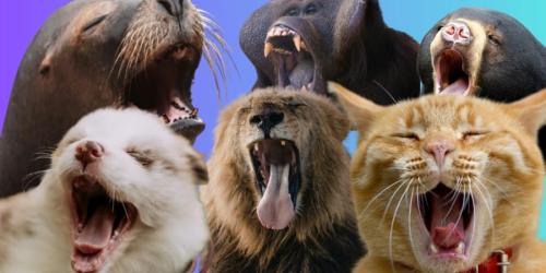 なぜ犬も鳥もサルも人間もあくびをするのか？