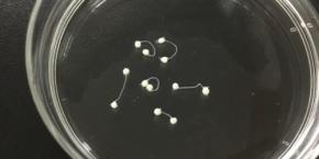 ヒト細胞で作った「ミニ脳」を神経で接続――東京大学が見た「会話する脳オルガノイド」の世界