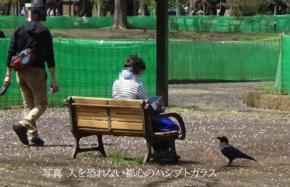 東京のスズメは大胆だった――逃げラインは東京4.2m、茨城11.1m
