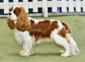 呼吸障害の発症リスクが高い「12の犬種」が判明