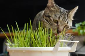 肉食のネコが好んで食べる「猫草」の役割とは？毛玉排出以外のメリットも明らかに