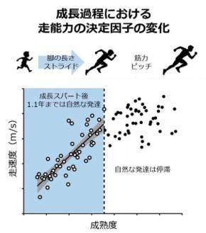 「脚の速さ」を決める要因が成長期のある一点で変化すると判明