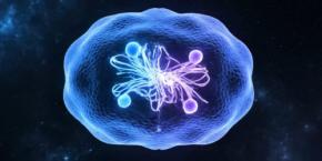 「半分生物で半分細胞部品」のような最小のゲノムを持つ生命体を発見