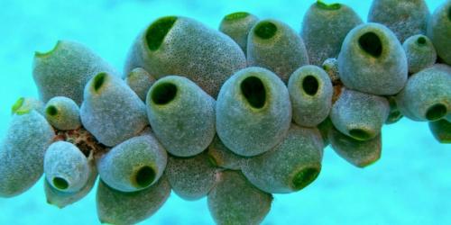 タウリンの香りが決めるホヤの人生とホタテ養殖の未来