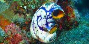 海のオタマジャクシ、タウリンの匂いで変態していた