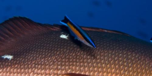 自己意識の起源は4億5千万年前の魚だったかもしれない