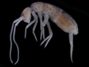 地球の陸地で「最も深い場所」に棲息する生き物とは?