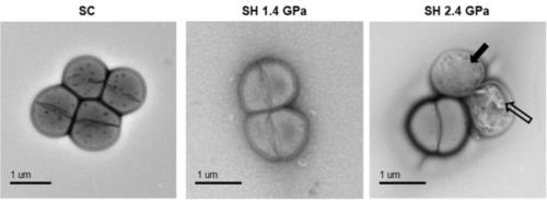 隕石衝突クラスの衝撃に耐えた細菌がいた