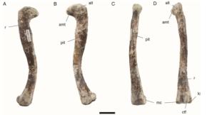 古代のワニは思春期に4足歩行から2足歩行に変化した