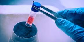 冷凍保存されたマウス脳の電気活動を再起動させることに成功