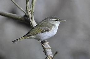 日本で45年ぶりに「新種の鳥」を発見!