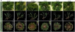 「米は毎年植え替えるもの」は変わるかもしれない――稲の多年生化への鍵を発見