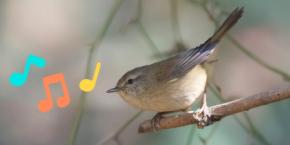 人間は「音の美意識」を動物たちと共有している