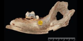 「最古の犬を発見」5000年ぶん更新された「人類最初の相棒」の記録