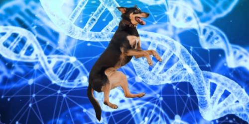 犬は家畜という言葉に収まらないかもしれない