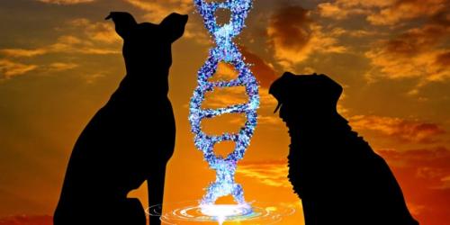 DNAが示した1万5800年前の「最古の犬」