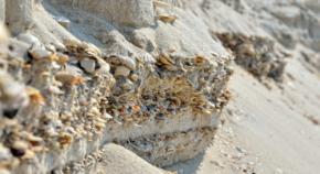 ほぼ全てが貝塚で覆われた3000平方メートルの島を発見