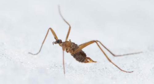 昆虫なのに「自分で熱を作って」マイナス6度の雪原で生きるハエがいると判明