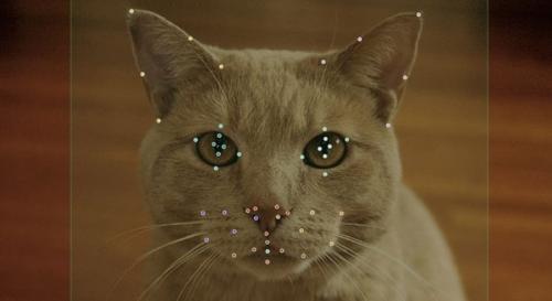 猫は「AIでしか見えない速さ」で互いの表情をコピーし合うことが判明――表情の真似っこに隠れた文法